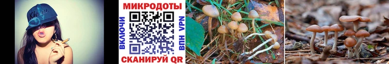 магазин Уфа Псилоцибиновые грибы Psilocybine cubensis